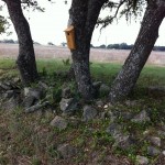 Birdhouse, trees