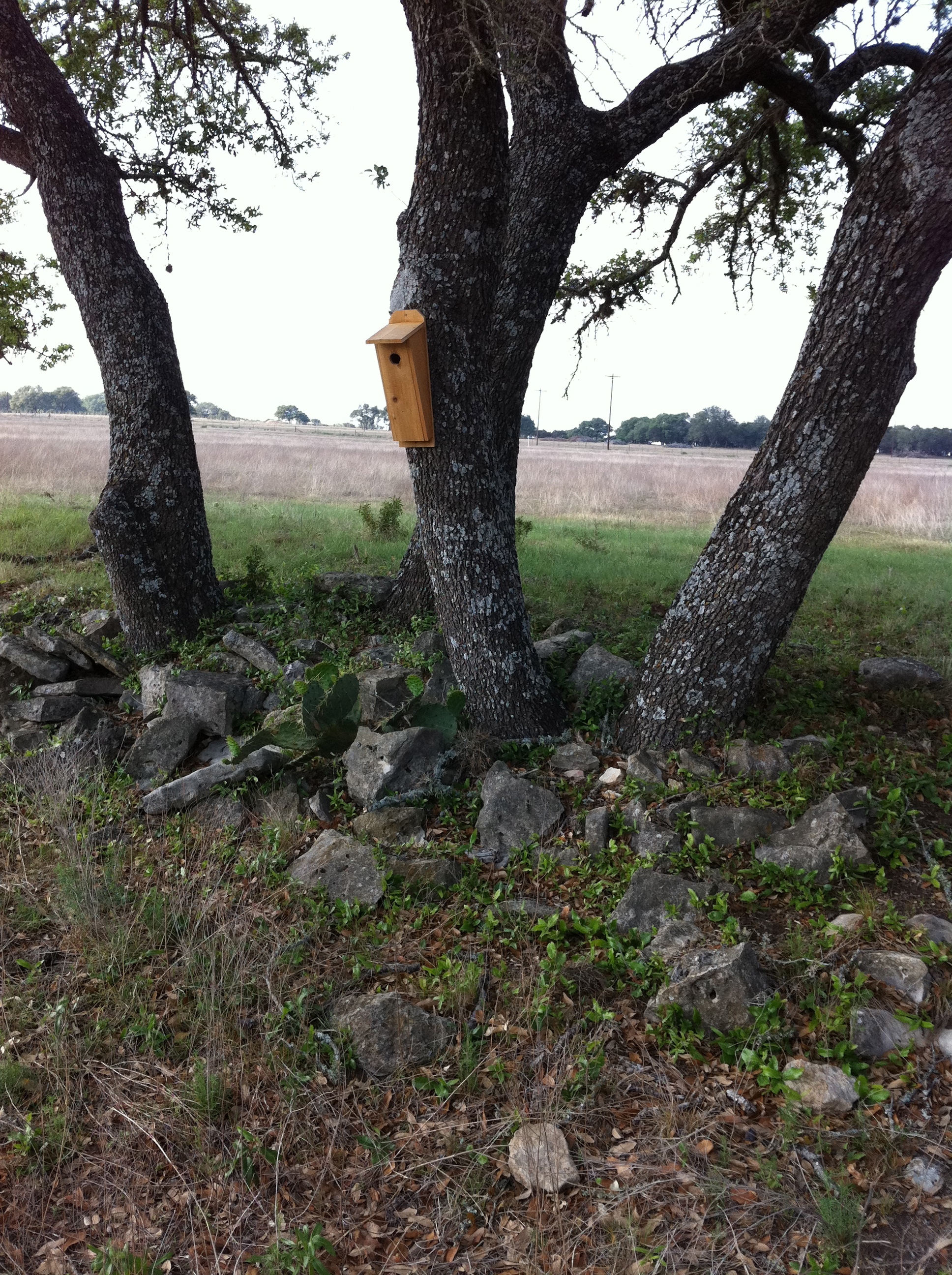 Birdhouse, trees