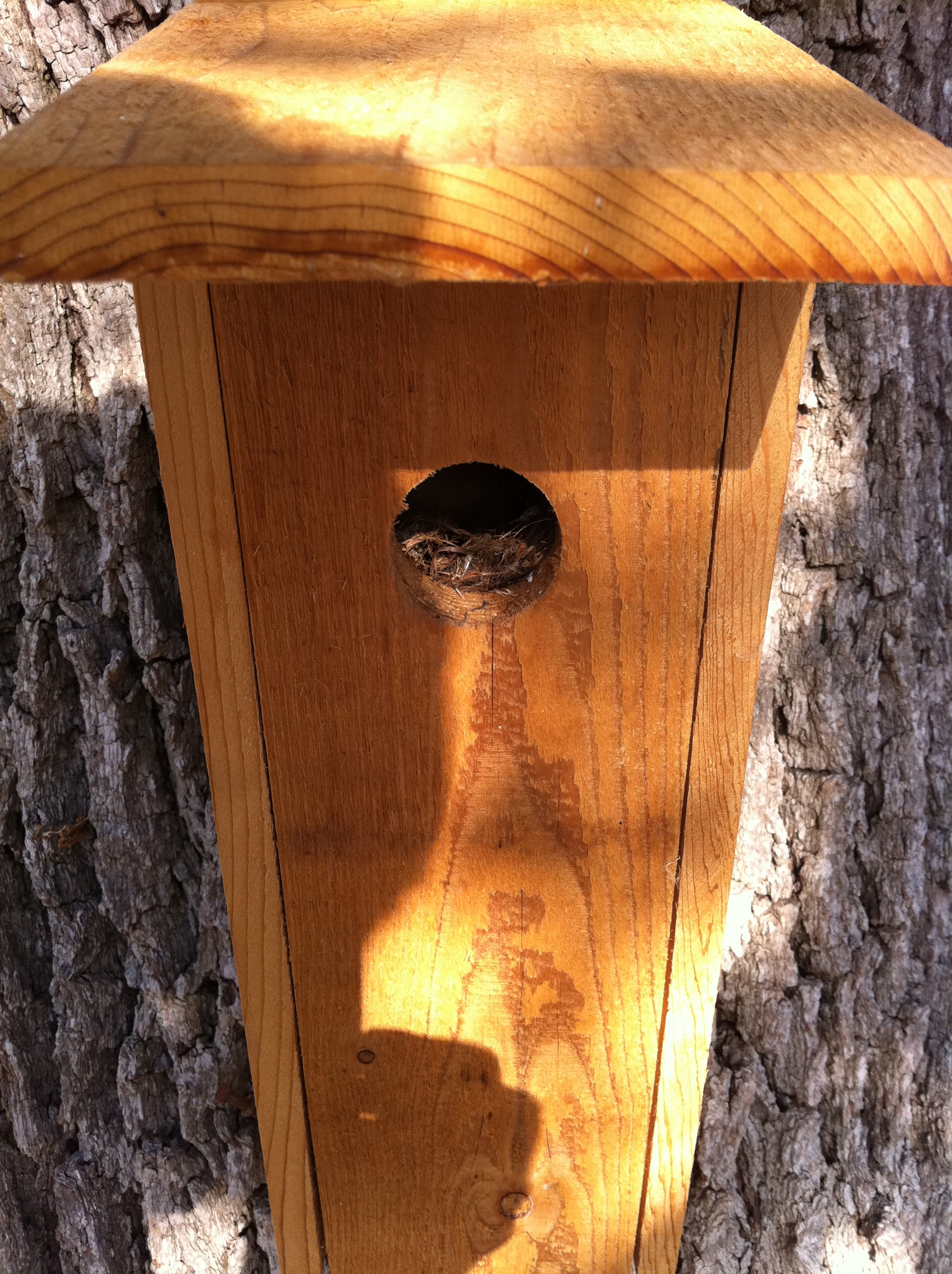 Birdhouse, nest