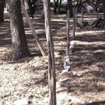 Cedar fence posts